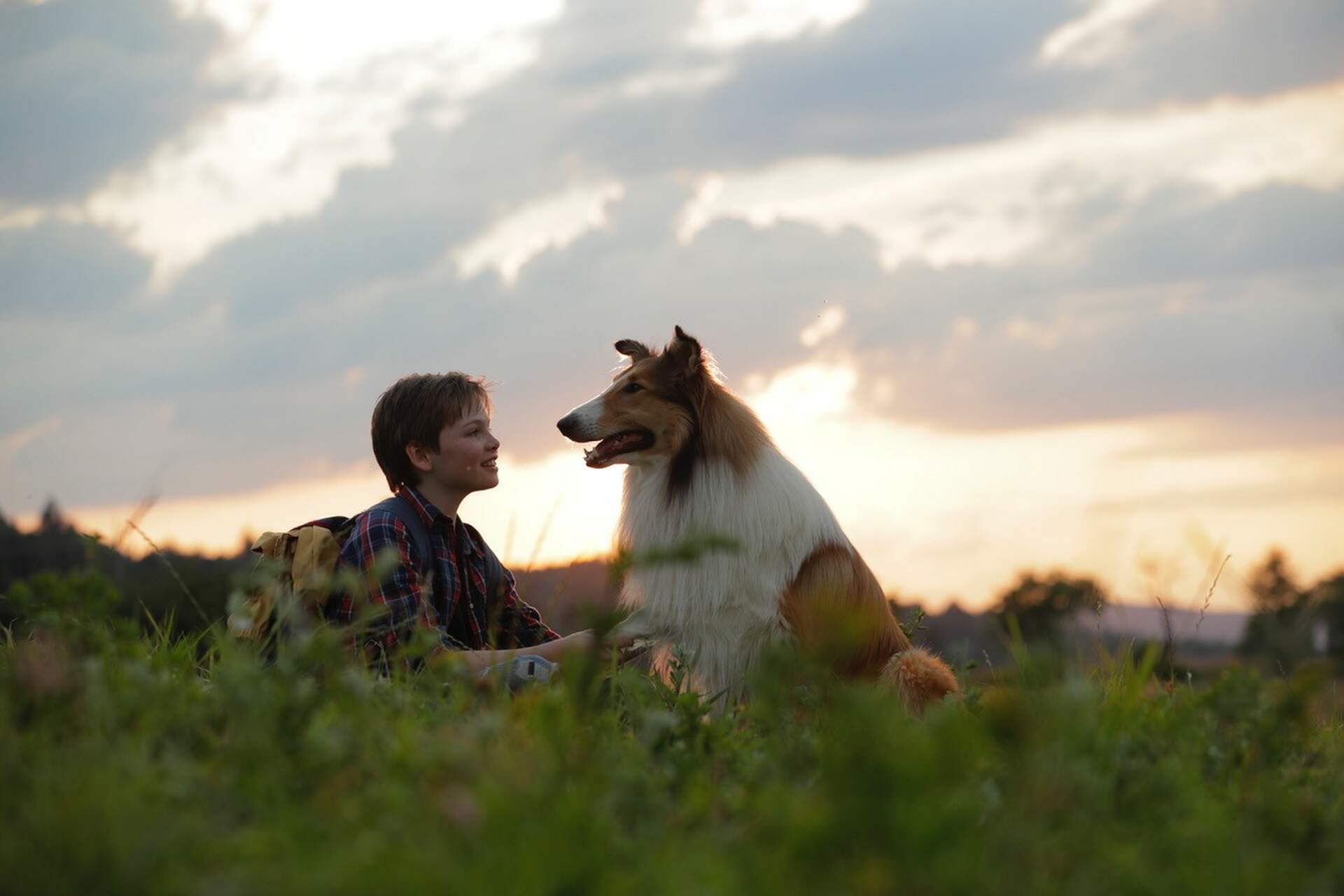 Lassie Ein Neues Abenteuer Im Kinopolis Darmstadt