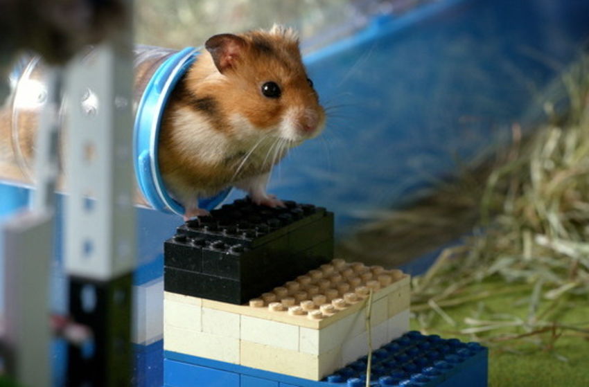 Rettet Raffi! - Szenenbild 3 von 8