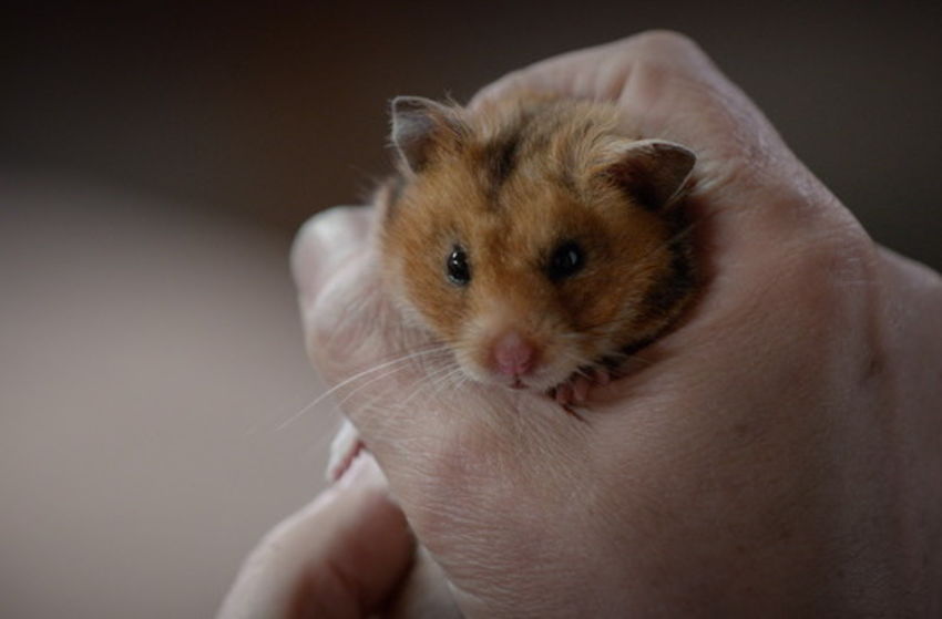 Rettet Raffi! - Szenenbild 4 von 8