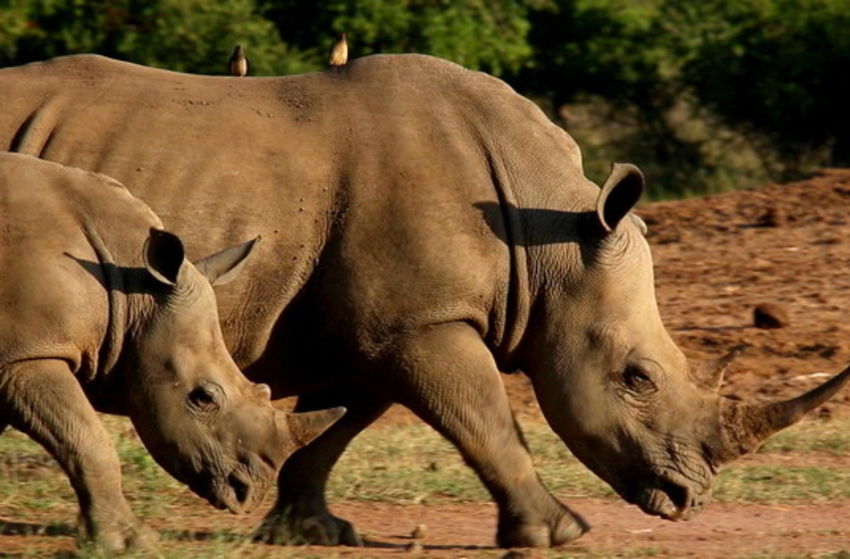 Südafrika - Der Kinofilm - Szenenbild 8 von 27