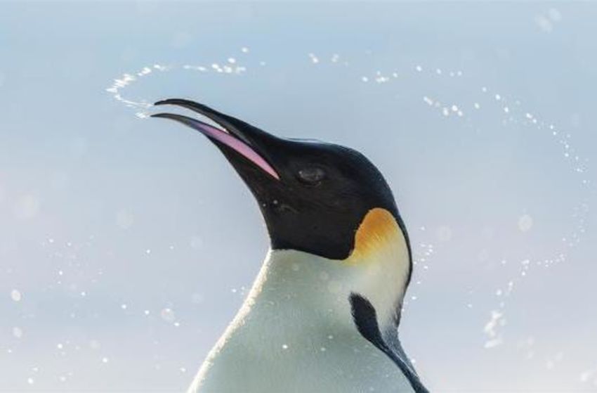 Die Reise der Pinguine 2 - Szenenbild 1 von 5