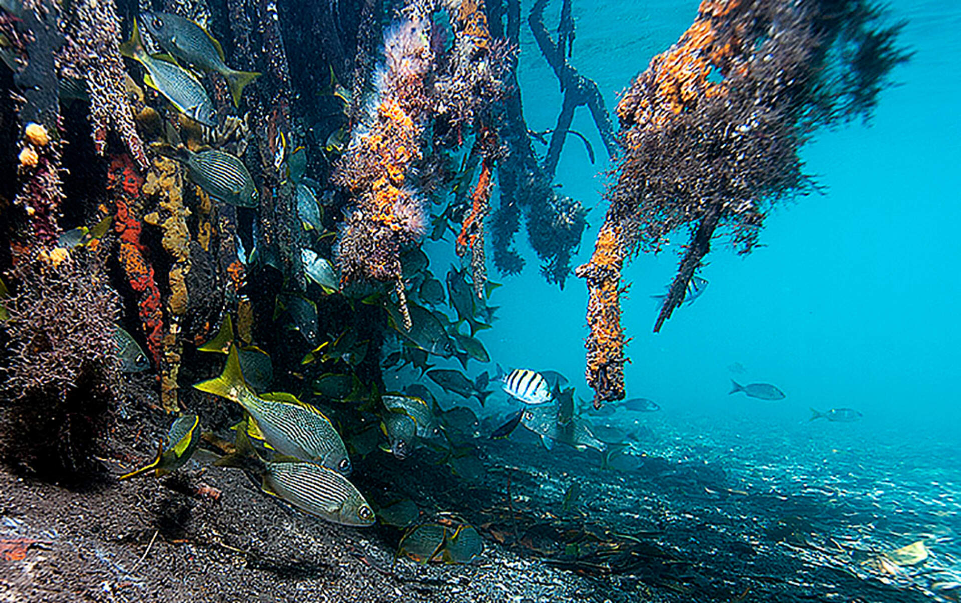 Wonders of the Sea - Szenenbild 1 von 2