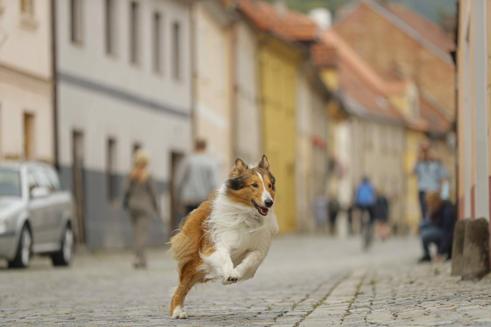 Lassie - Eine abenteuerliche Reise - Szenenbild 3 von 5