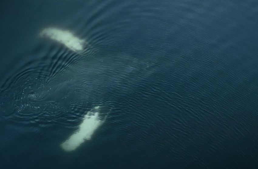 The Whale and the Raven - Szenenbild 3 von 4