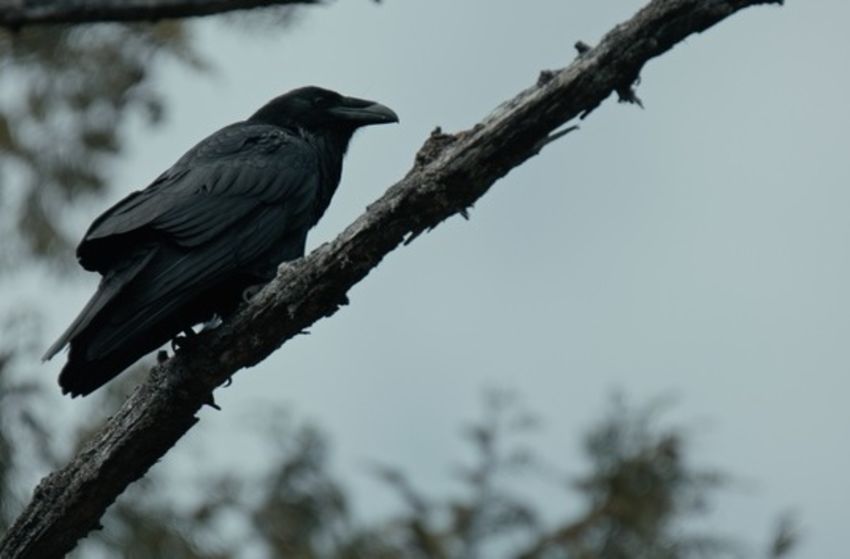 The Whale and the Raven - Szenenbild 4 von 4