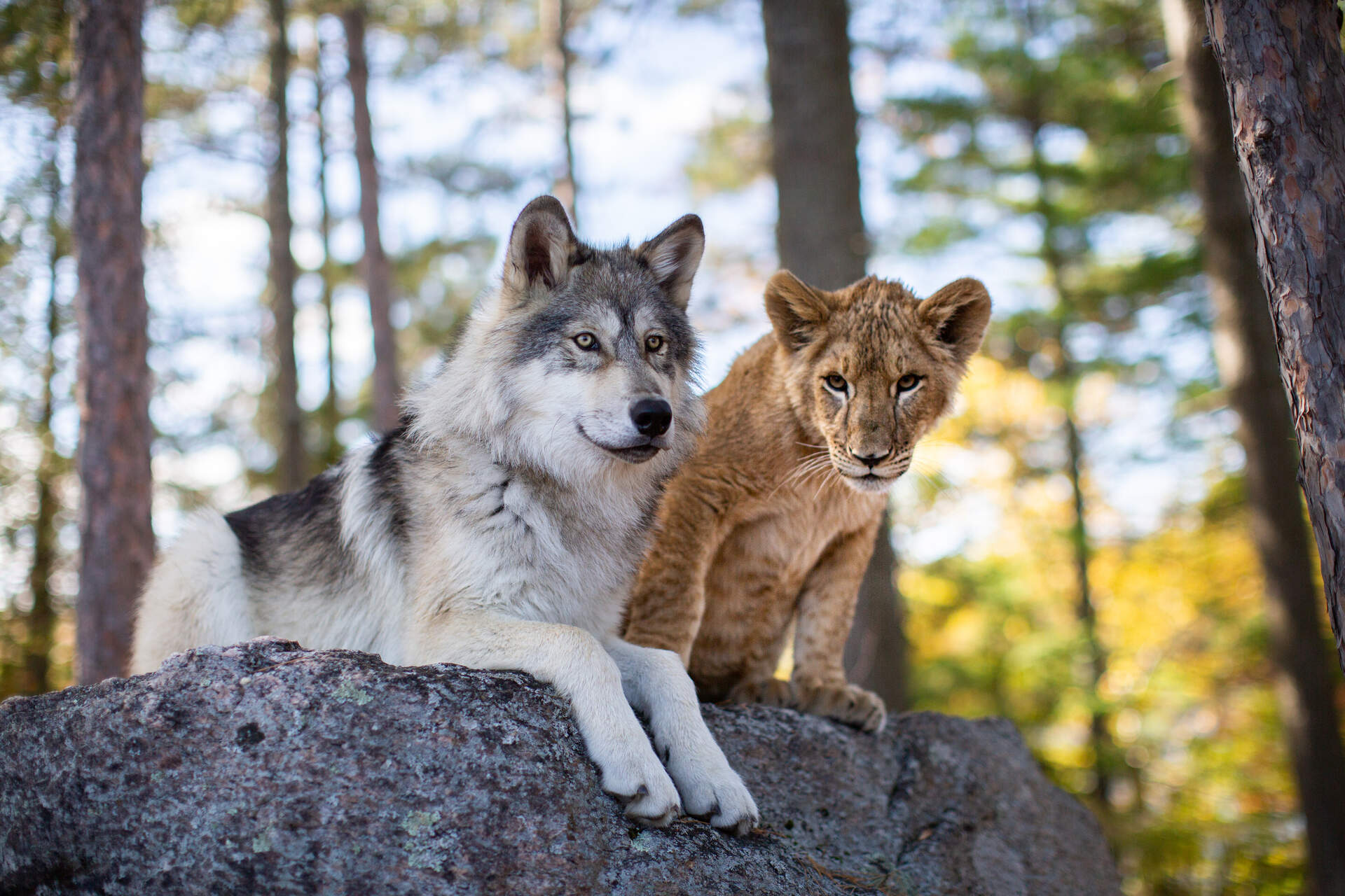 Der Wolf und der Löwe - Szenenbild 1 von 2
