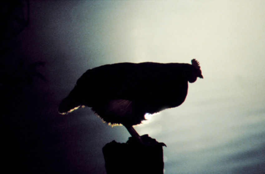Flussfahrt mit Huhn - Szenenbild 4 von 9