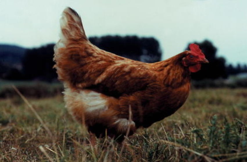 Flussfahrt mit Huhn - Szenenbild 7 von 9