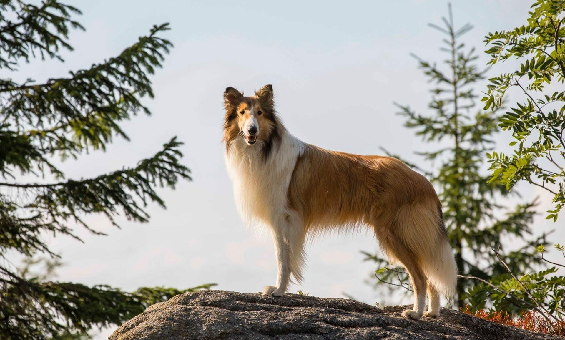 Lassie - Ein neues Abenteuer - Szenenbild 1 von 1