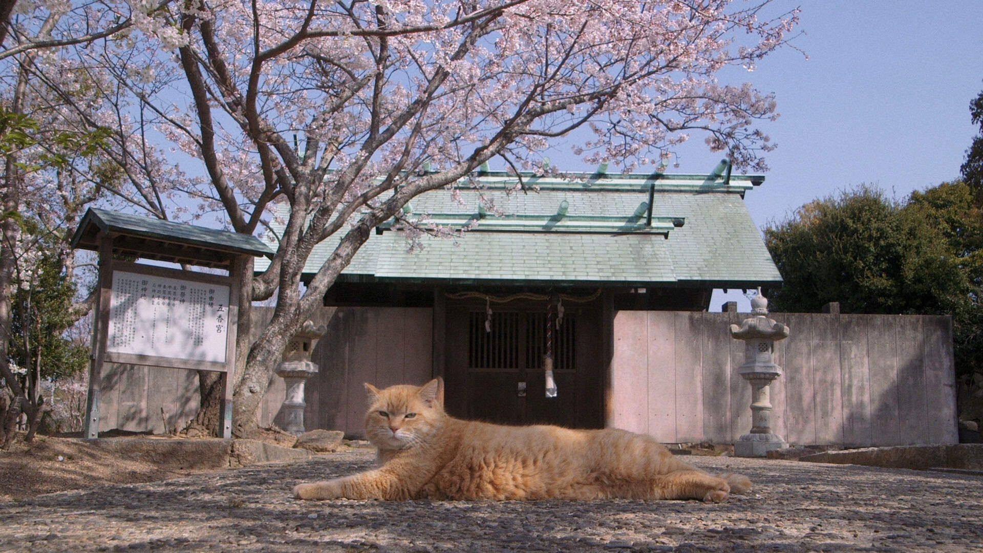 Die Schrein-Katzen Vom Gokogu (jap.) - Szenenbild 1 von 1