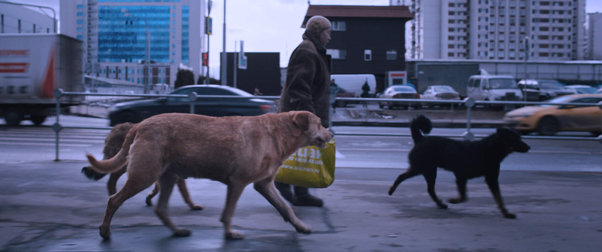 Dreaming Dogs (russ.) - Szenenbild 1 von 1