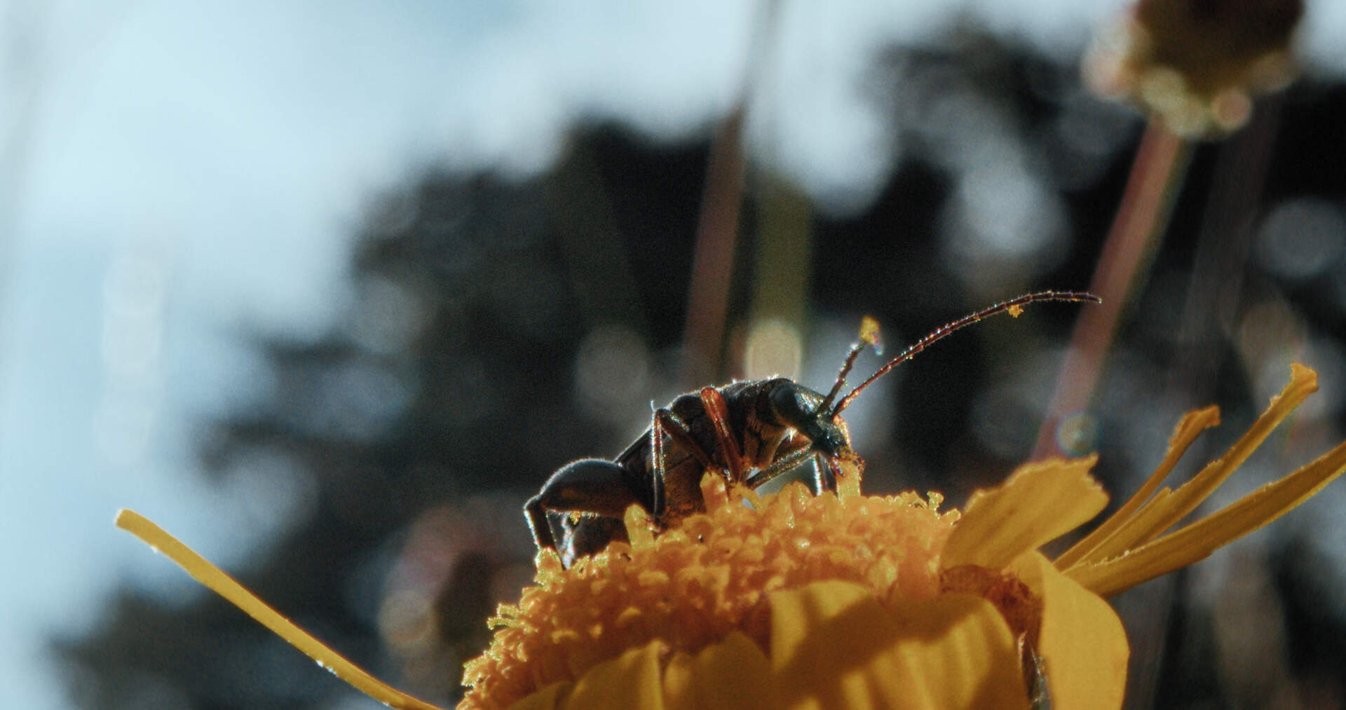 Insekten - Helden im Verborgenen - Szenenbild 1 von 1