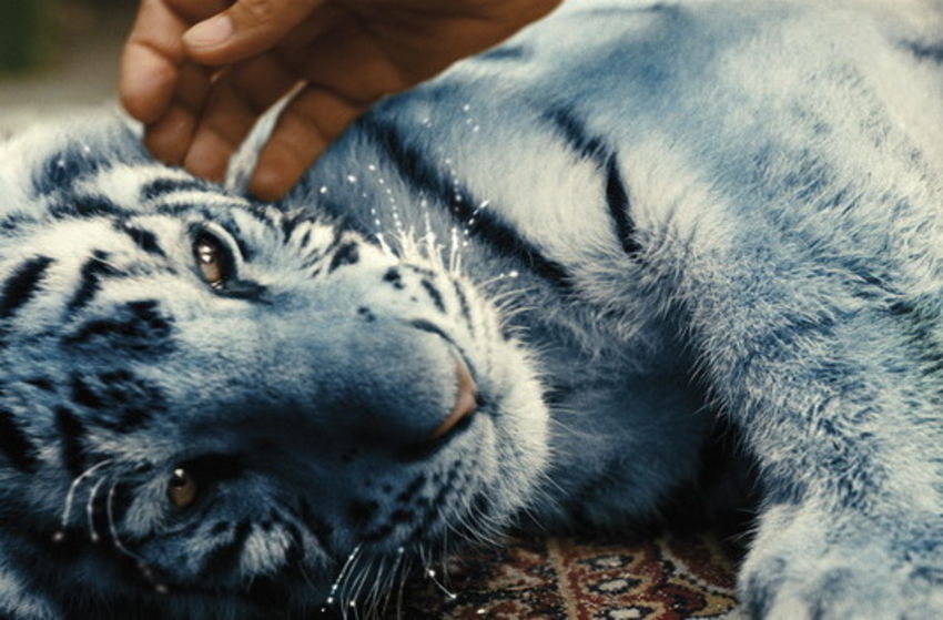 Der blaue Tiger - Szenenbild 9 von 13