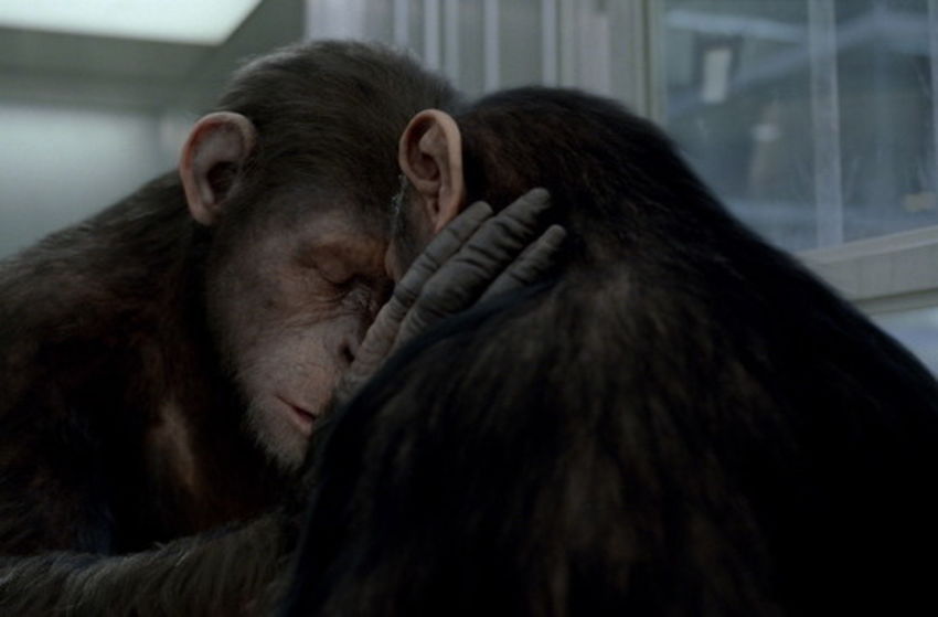 Planet der Affen - PRevolution - Szenenbild 20 von 32
