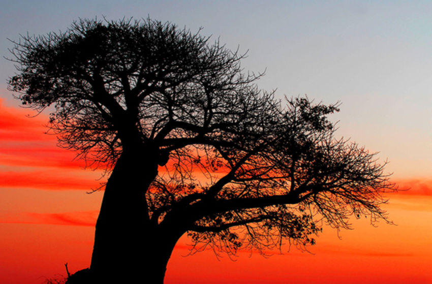 Südafrika (Live-Reportage) - Szenenbild 2 von 5