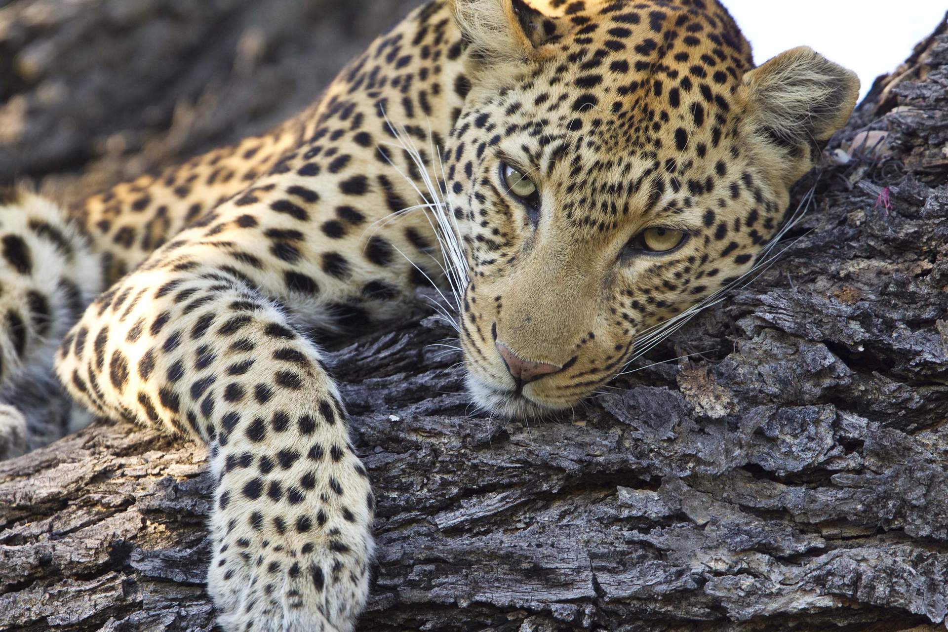 SEHNSUCHT AFRIKA - Auf Safari in Tansania, Botswana, Kenia, Namibia, Zimbabwe un - Szenenbild 3 von 5