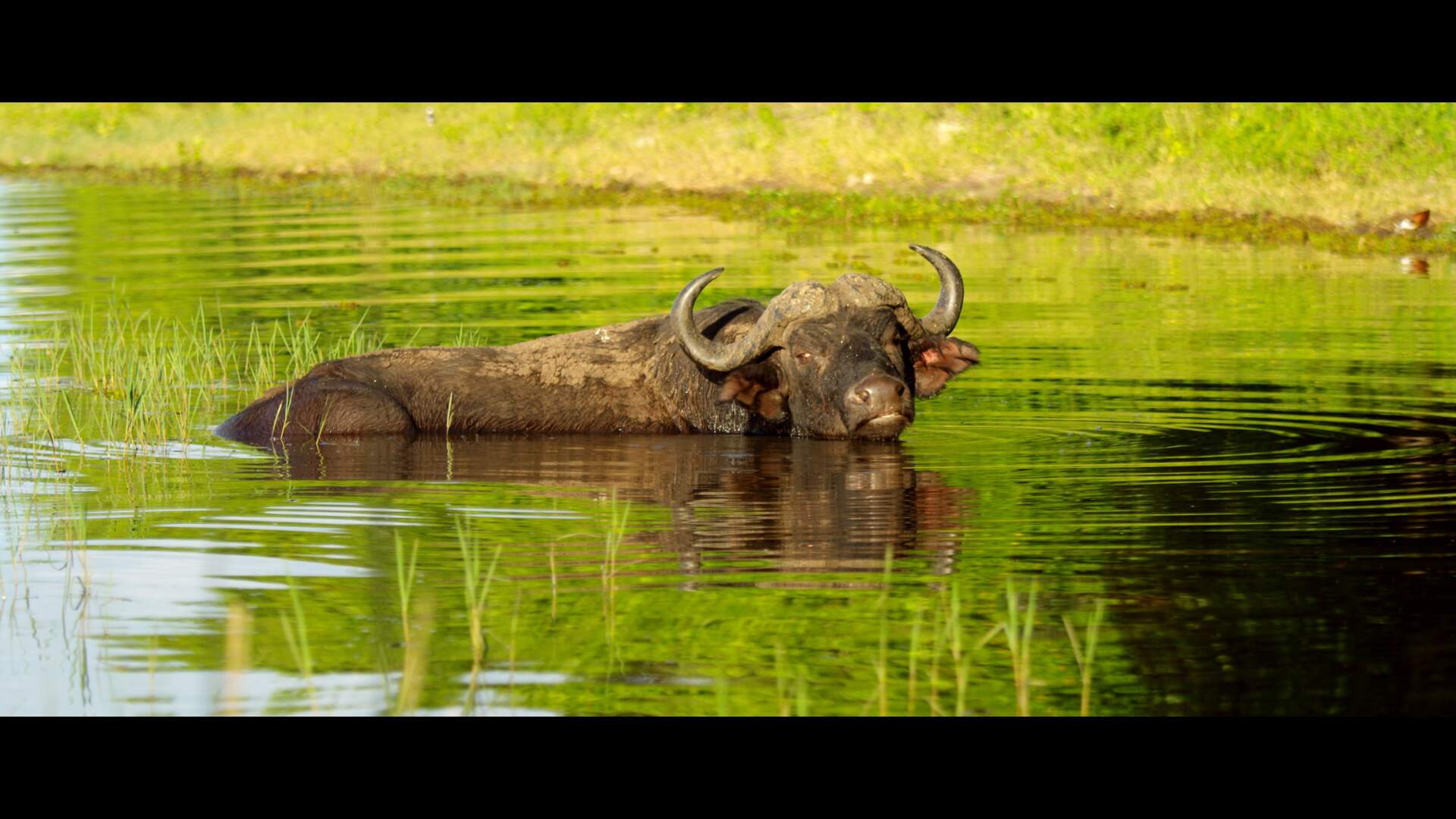 BOTSWANA - Afrikas letztes Tierparadies - Szenenbild 18 von 19
