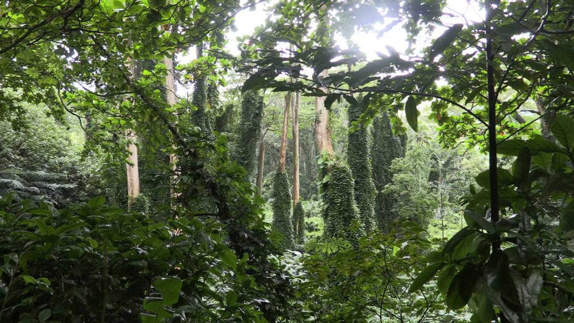 Hawaii - Sechs Perlen im Pazifik - Szenenbild 1 von 2