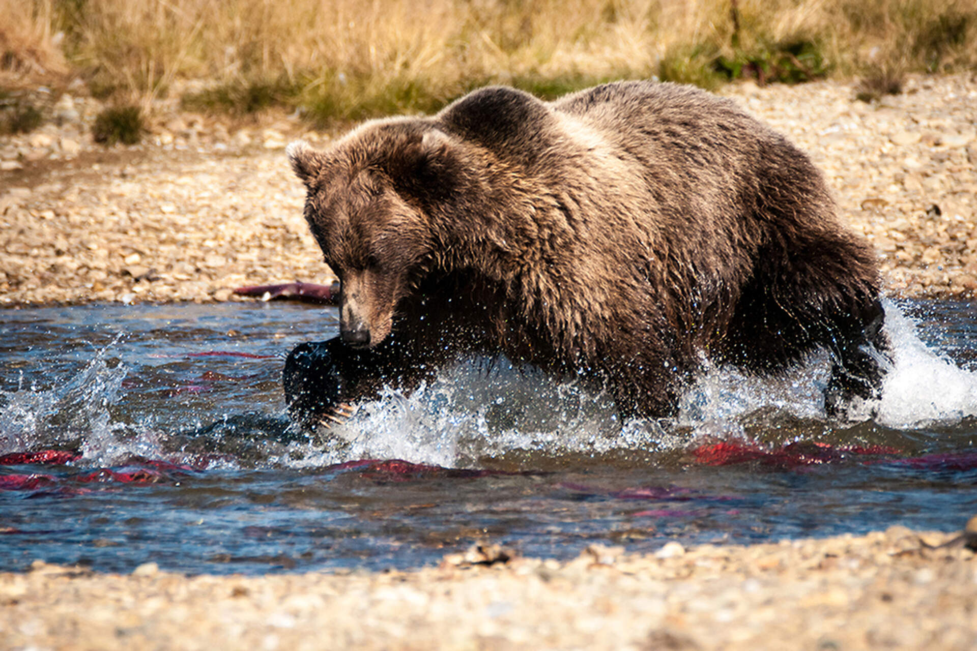 Kanada + Alaska - Abenteuer im hohen Norden Amerikas (Live-Reportage) - Szenenbild 4 von 5