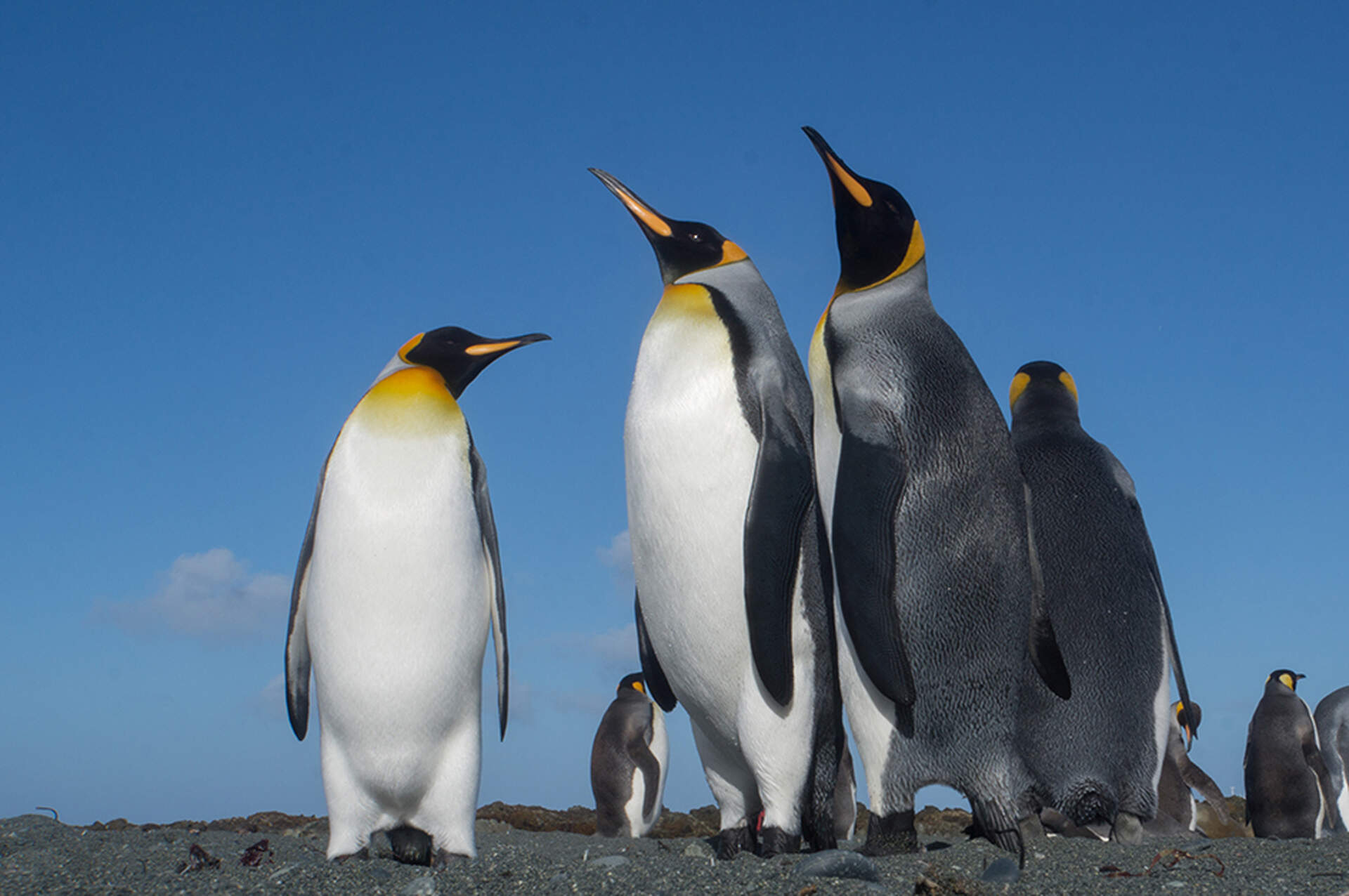 Neuseeland (Live-Reportage) - Szenenbild 5 von 5