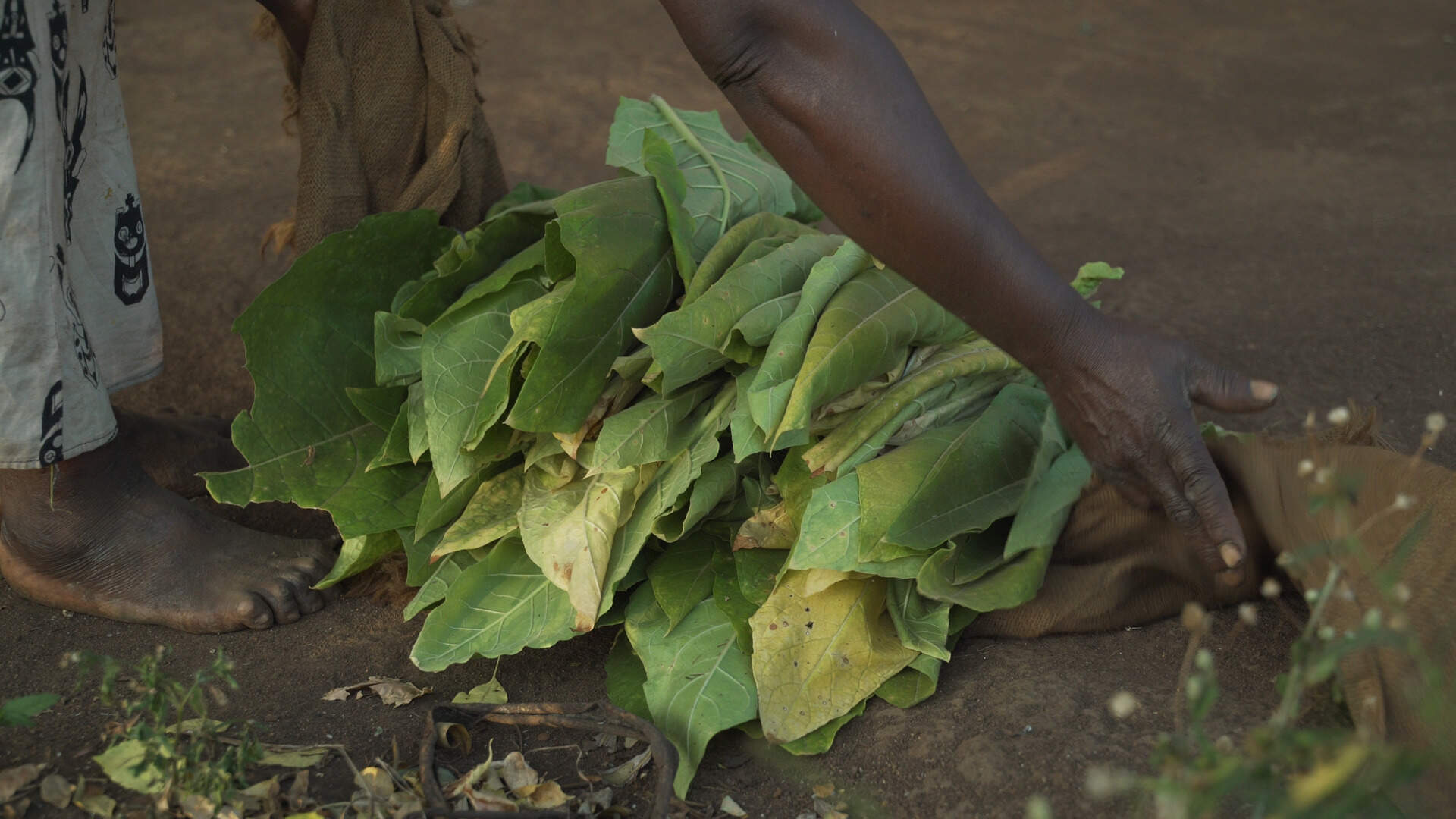 Tobacco Slave (GLOBALE) - Szenenbild 1 von 1