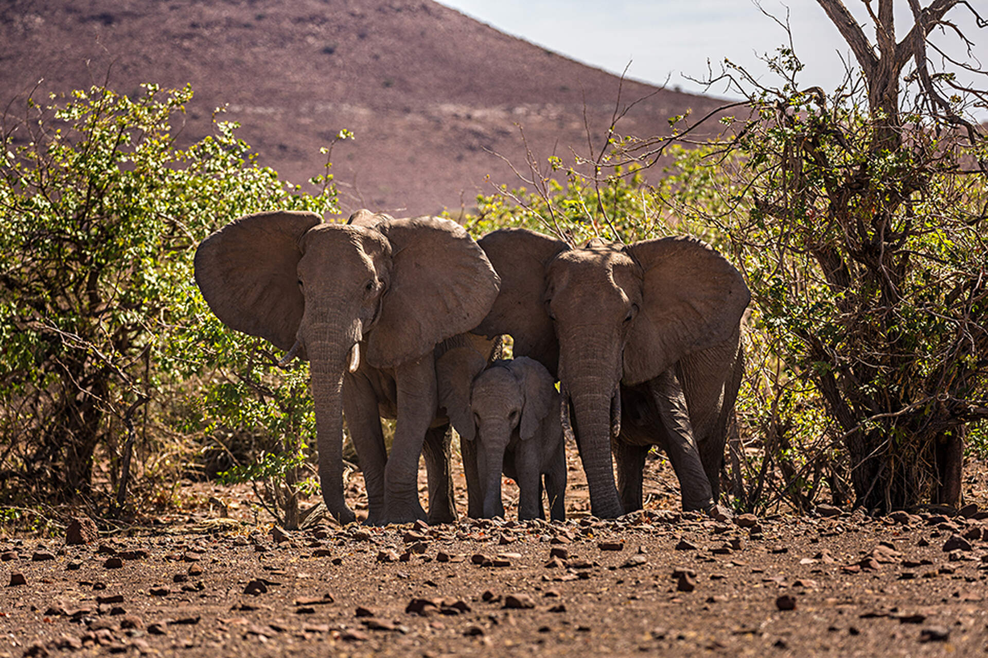 Namibia (Live-Reportage) - Szenenbild 1 von 5