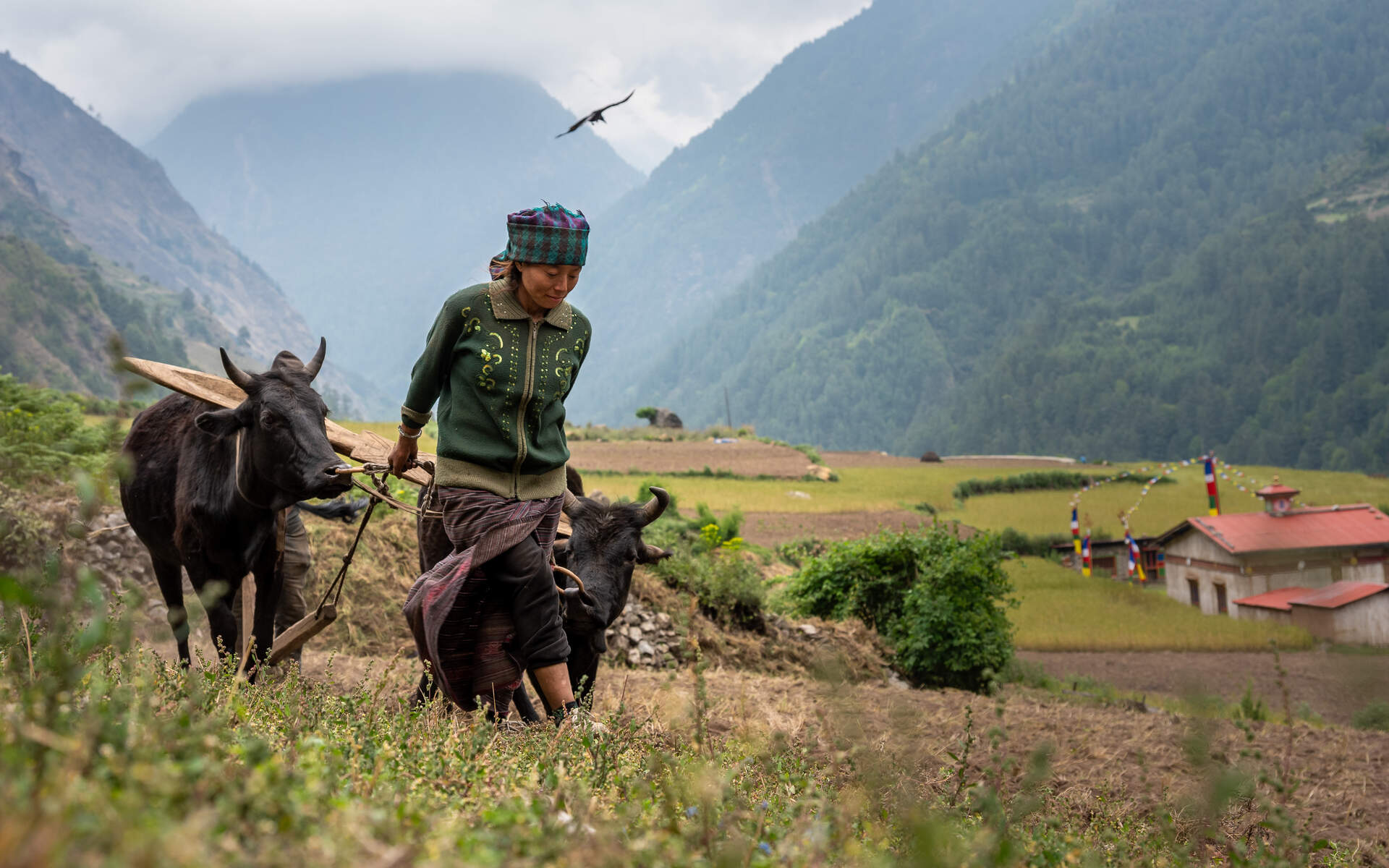 Nepal (Live-Reportage) - Szenenbild 3 von 5